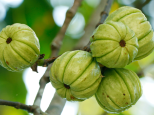 Garcinia Cambogia Extract