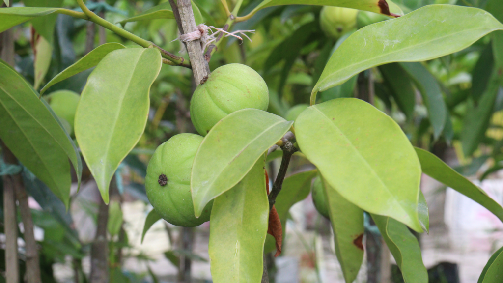 Garcinia Extract