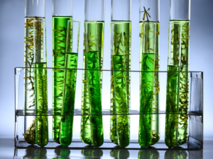 Green Tea Extract