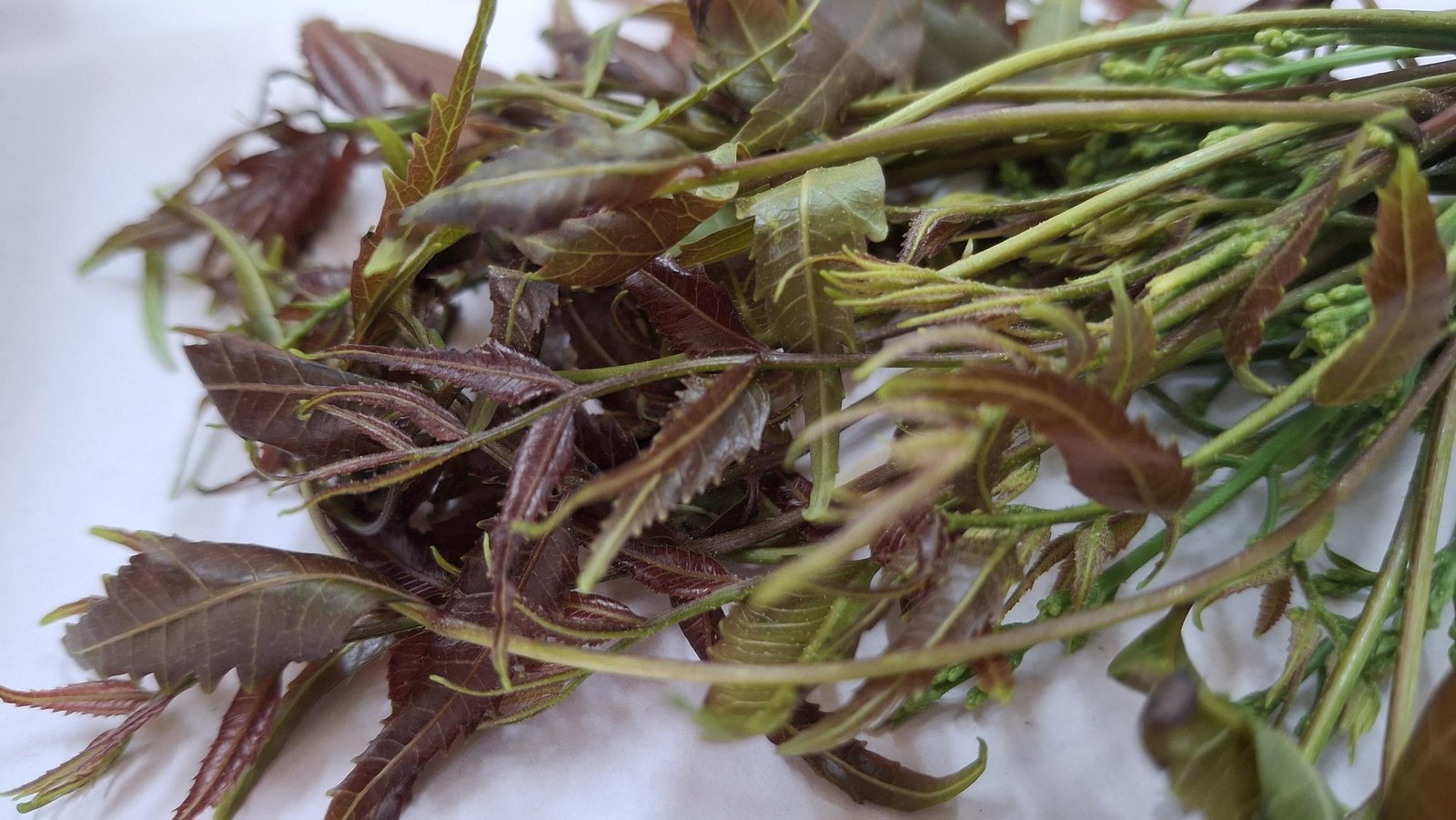 Ashwagandha Extract